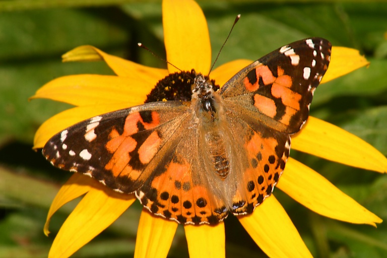 Painted Lady1 Van Saun Park